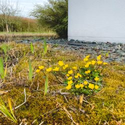 Gelbe Blumen wachsen auf moosigem Boden in der Nähe eines weißen Gebäudes mit Steinen, umgeben von grünen Pflanzen und Bäumen im Hintergrund.