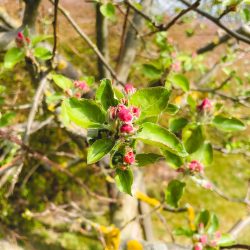 Nahaufnahme eines Astes mit rosa Blütenknospen und grünen Blättern vor einem unscharfen Hintergrund aus Laub und Ästen.