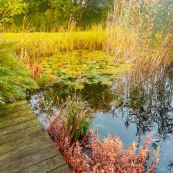 Ein Holzsteg neben einem Teich mit Seerosen und Schilf.