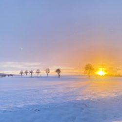 Schneebedecktes Feld mit einer Reihe kahler Bäume und Windturbinen am Horizont, beleuchtet von einem hellen Sonnenaufgang am klaren Himmel.