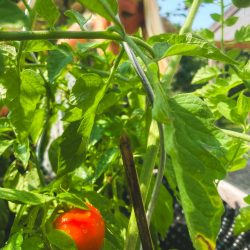 Eine reife rote Tomate, die an einer Rebe in einem Garten wächst, mit einer Person, die im unscharfen Hintergrund steht.
