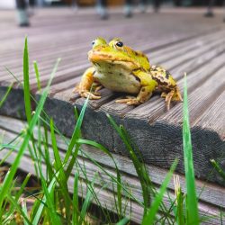 Ein grün-brauner Frosch sitzt am Rand eines Holzdecks, umgeben von Gras und Gartenmöbeln im Hintergrund.