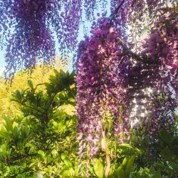 Lila Glyzinienblüten hängen an einer Rebe über üppigen grünen Blattpflanzen in einem sonnendurchfluteten Garten.