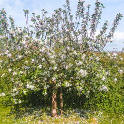 Ein blühender Baum mit weißen Blüten steht auf einer Rasenfläche, auf dem Boden sind verstreut abgefallene Blütenblätter zu sehen, im Hintergrund ist unter einem blauen Himmel eine grüne Hecke zu sehen.