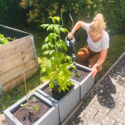 Eine Frau gießt Pflanzen, die in drei rechteckigen grauen Pflanzgefäßen wachsen, die auf einem gepflasterten Außenbereich neben einem Gartenbeet stehen.